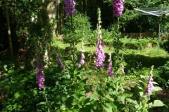 Tuin achter het huisje